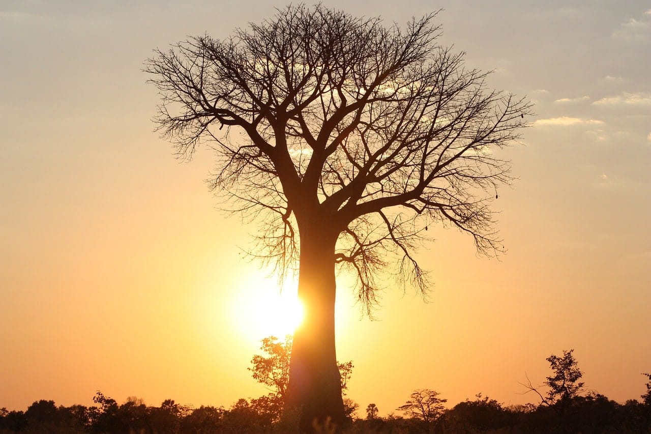 baobab