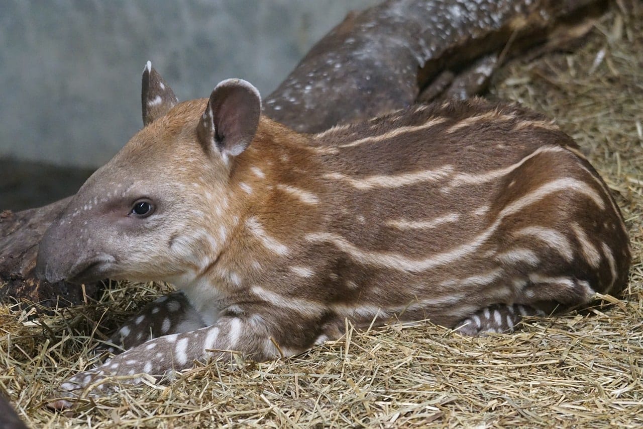 tapiro