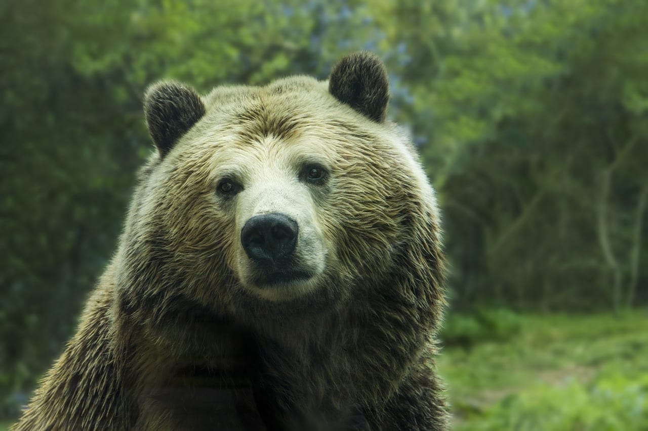 fotografia orso