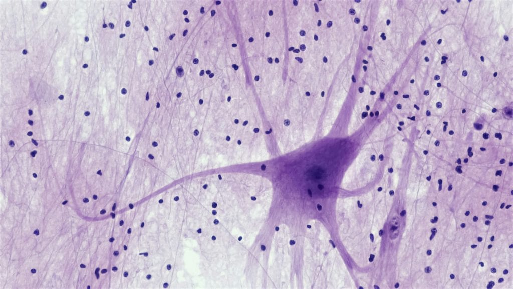 tessuto nervoso del midollo spinale con terminazioni nervose 