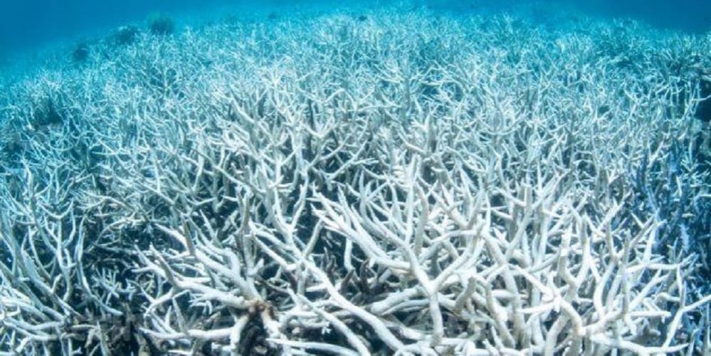 Bleaching - sbiancamento dei coralli