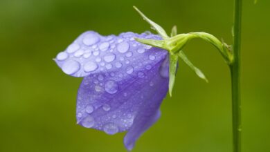 campanula