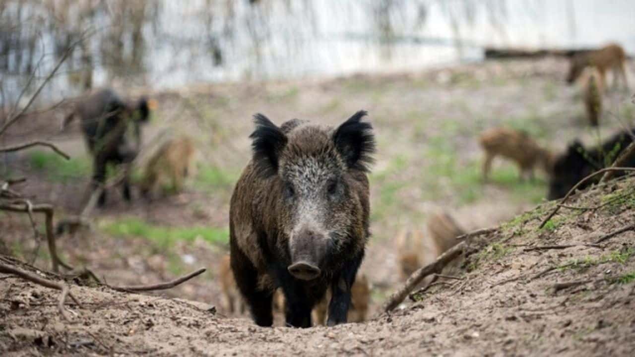 cinghiale eroe