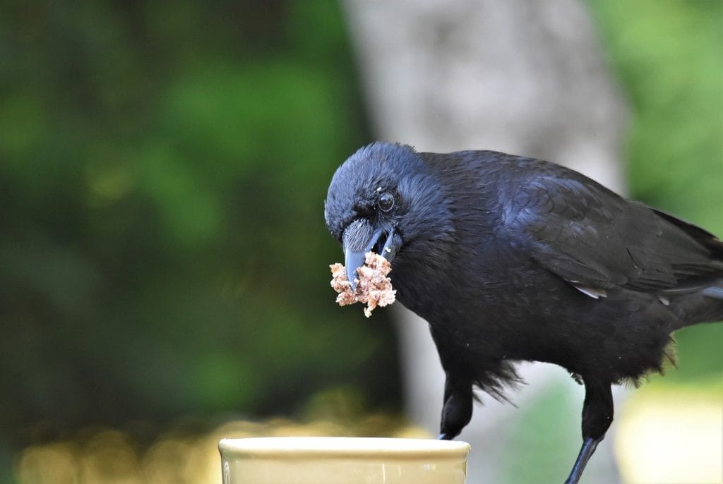 cornacchia nera - Corvus corone