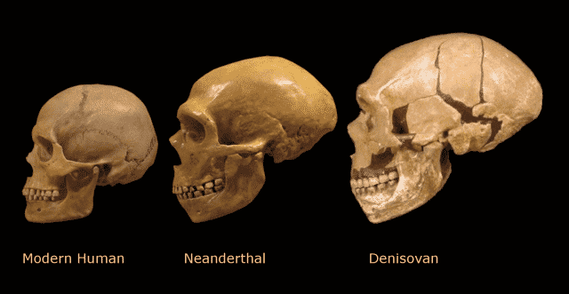 cranio denisoviani