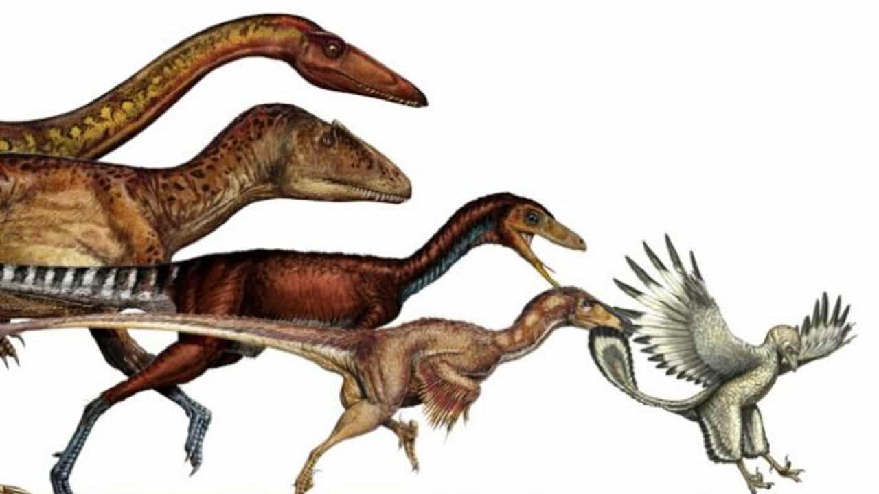 archeopteryx