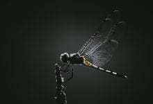 insetti controllati con la mente