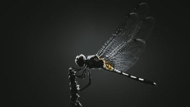 insetti controllati con la mente