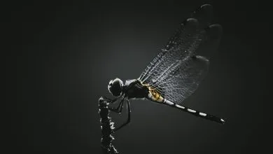 insetti controllati con la mente