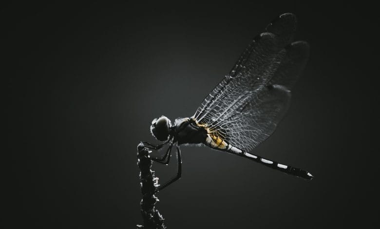 insetti controllati con la mente