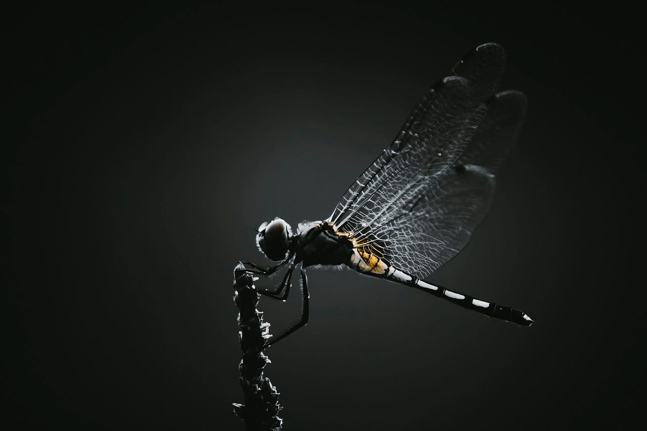 insetti controllati con la mente