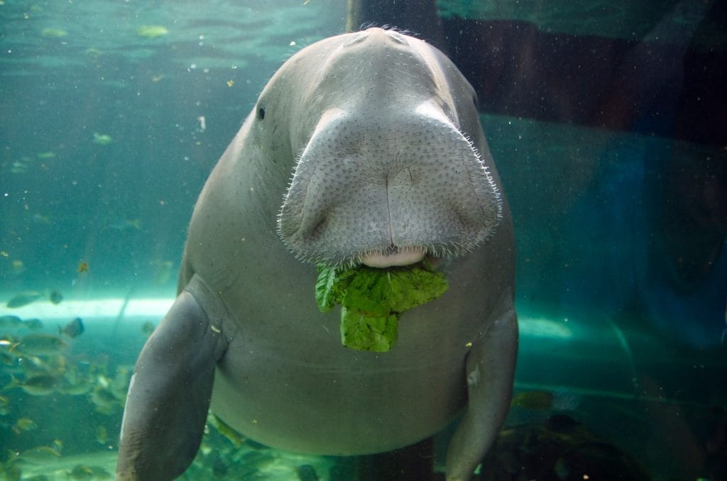 un dugong, din familia sirenienilor, care mănâncă iarbă