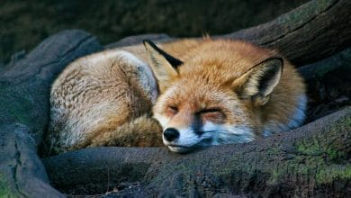 una volpe appollaiata su una roccia che dorme