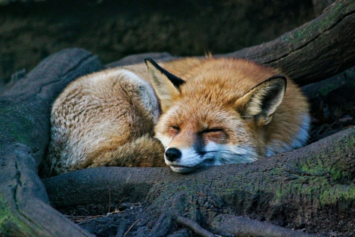 una volpe appollaiata su una roccia che dorme