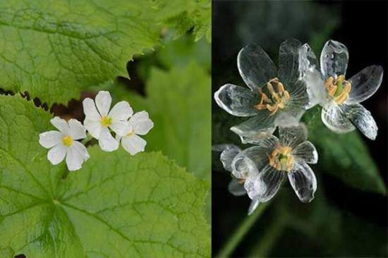 Fleur Squelette avant, avec les pétales blancs et après la transformation, devient transparente