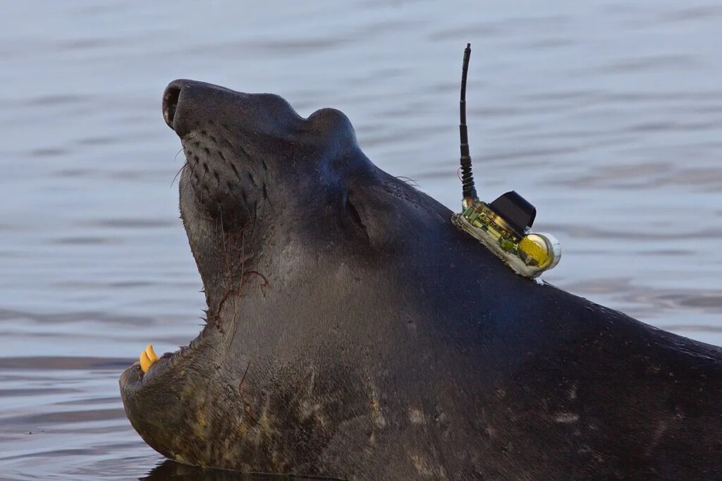 foca con cappello per esplorare fondali marini