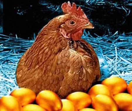 gallina uova d'oro