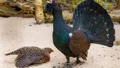 rituale di accoppiamento esemplari di gallo cedrone, a sinistra femmina e a destra maschio