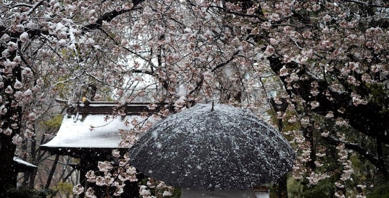 hanami neve