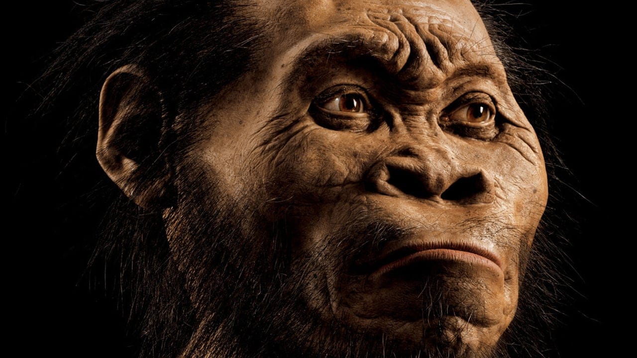 homo naledi