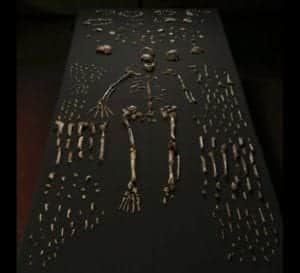  ossa dell'uomo di Naledi