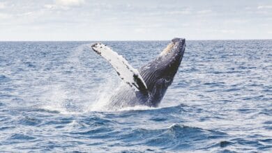 una balena salta sulla superficie del mare per riprendere aria con il suo sfiatatoio