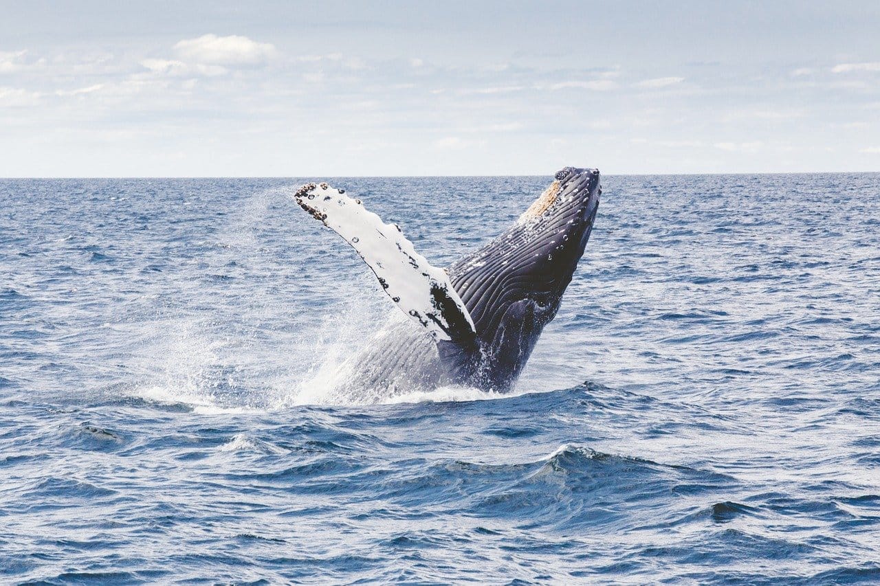 una balena salta sulla superficie del mare per riprendere aria con il suo sfiatatoio