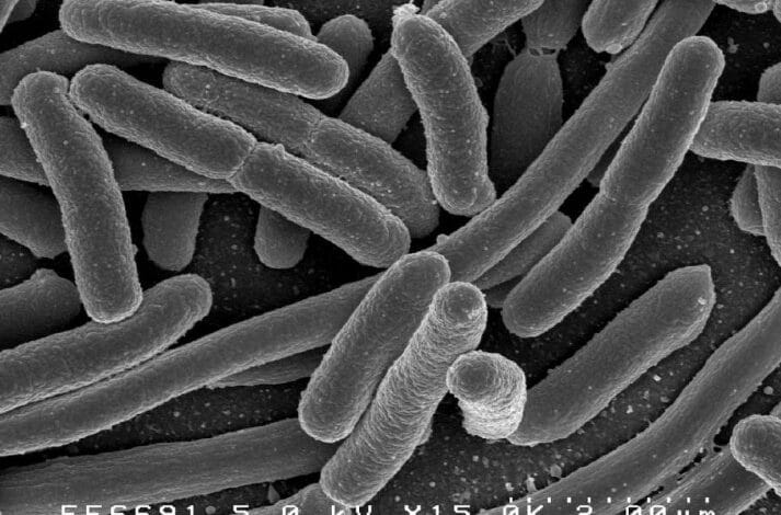 flora intestinale