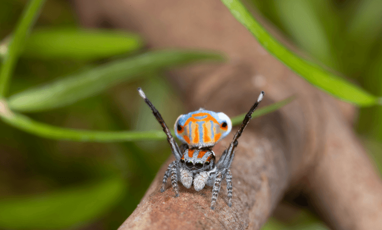 un esemplare di Maratus jactatus, un ragno dai colori sgargianti che balla per catturare l'attenzione della femmina