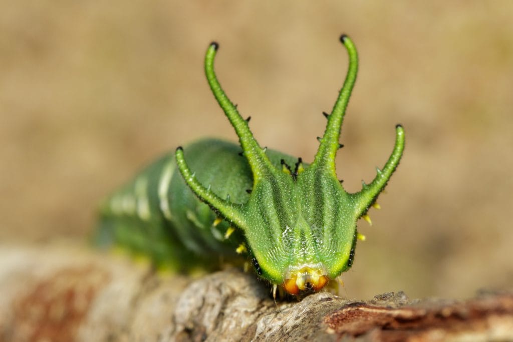 la chenille à tête de dragon Polyura athamas