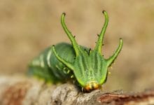 il bruco con la testa da drago Polyura athamas