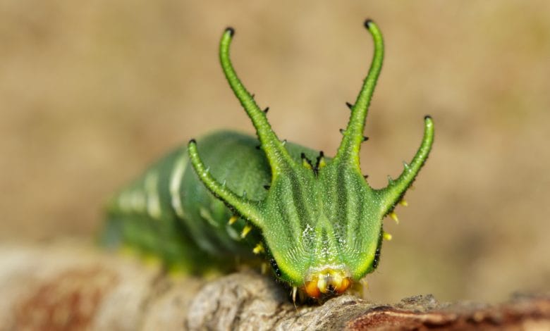 il bruco con la testa da drago Polyura athamas