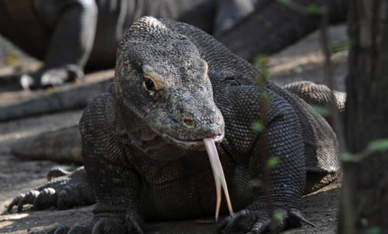 lizard komodo jurassic