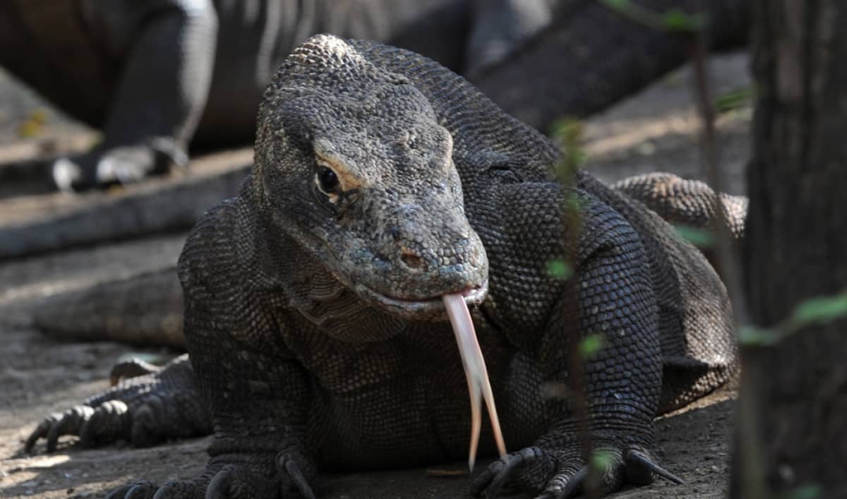 lizard komodo jurassic