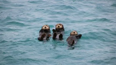 tre lontre di mare in fila a pancia all'arie in acqua che sembrano salutare chi le fotografa