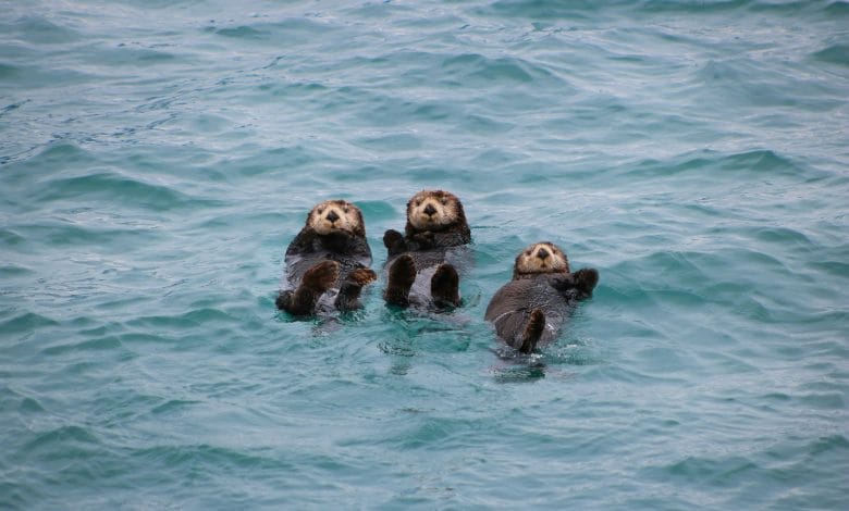 tre lontre di mare in fila a pancia all'arie in acqua che sembrano salutare chi le fotografa