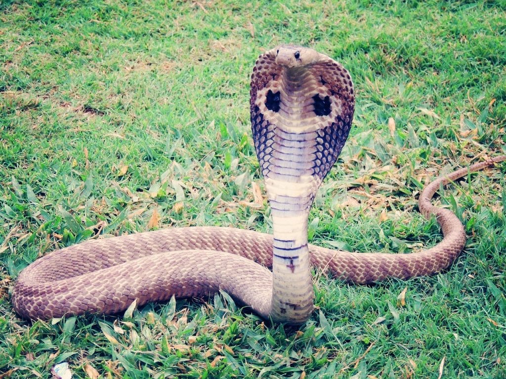 Cobra reale del Nord. Una delle specie più velenose al mondo che si distingue per il disegno "a occhiale" sul dorso e il colore delle striature della pelle