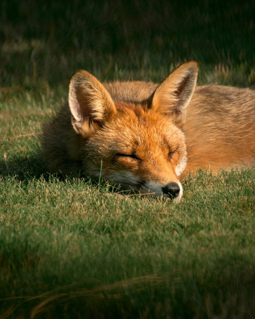 o focinho de uma raposa dormindo em um prado