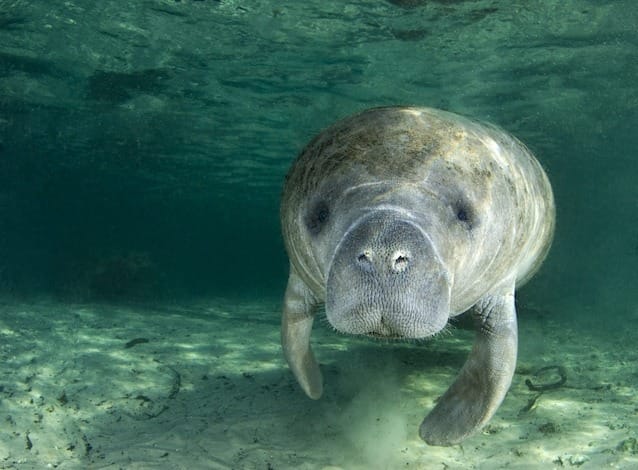 un sirénien au fond de la mer regardant une caméra