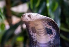 Esemplare di Cobra reale del Nord, una delle specie più velenose al mondo