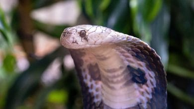 Esemplare di Cobra reale del Nord, una delle specie più velenose al mondo