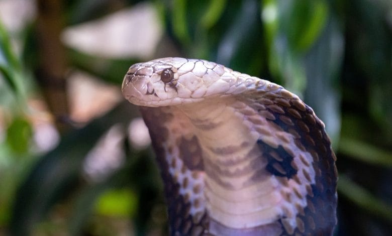 Esemplare di Cobra reale del Nord, una delle specie più velenose al mondo