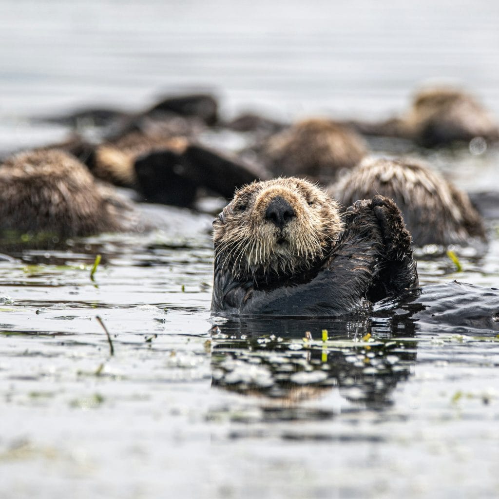una lontra marina con la testa fuori dall'acqua e le zampette anteriori alzate