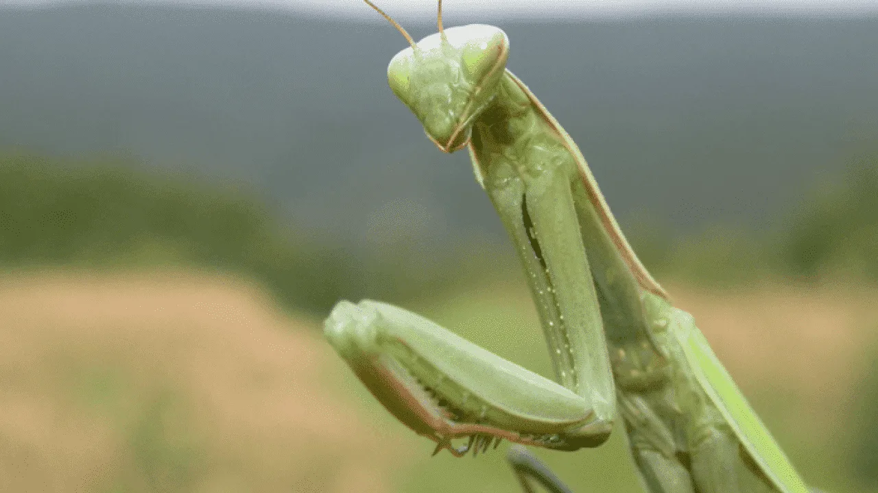 mantide religiosa