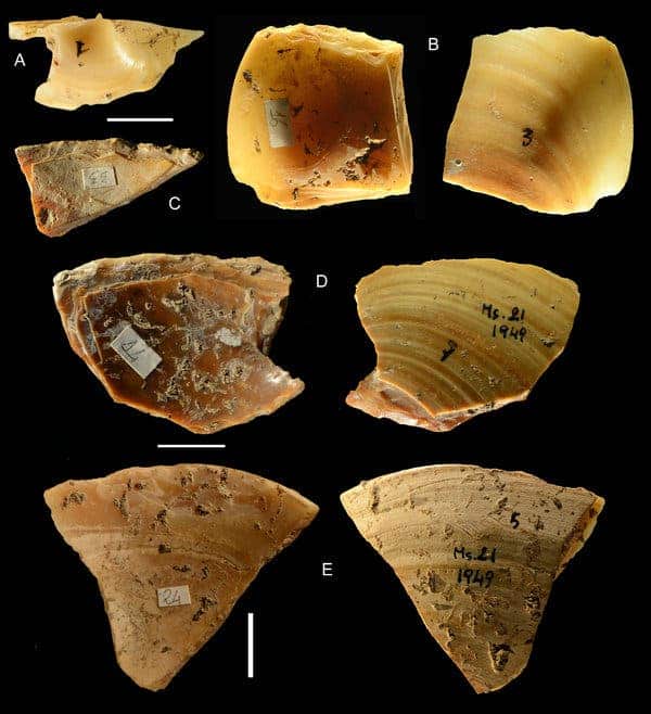 uomo di neanderthal conchiglie