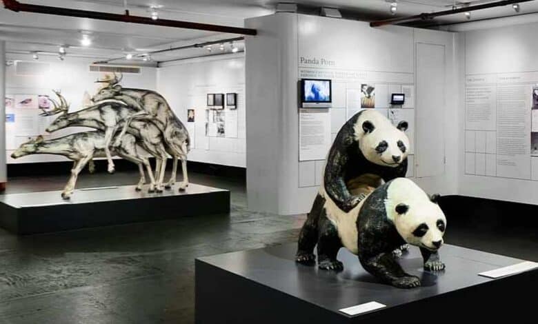 musei strani