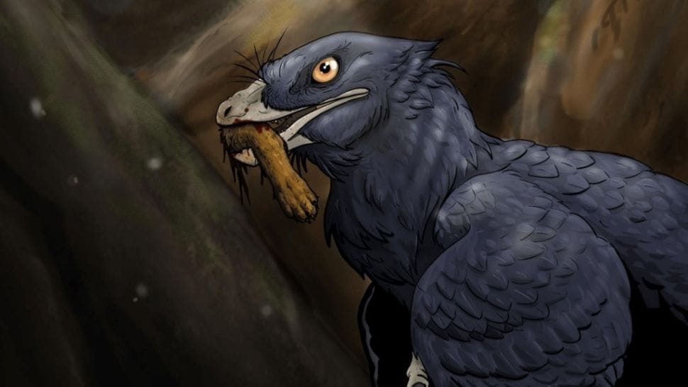 microraptor