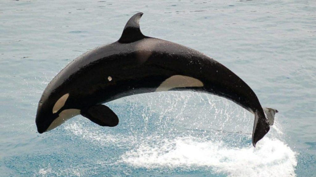 un'orca salta sulla superficie del mare