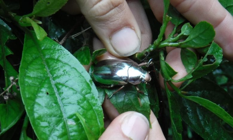 scarabeo argentato