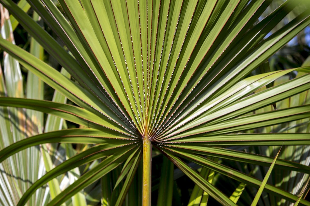 Serenoa repens